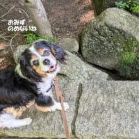 公園散歩が楽しいね😊