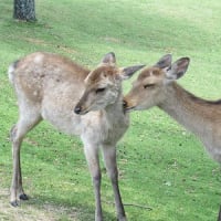 奈良公園の鹿　ナラシカ