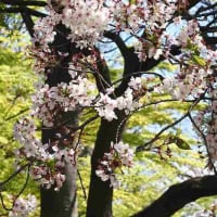野中神社・桜と新緑