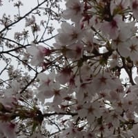 サンコと桜まつりへ の巻