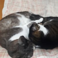 にゃか直り〜！！だにゃん。