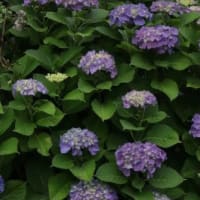 今朝の散歩から