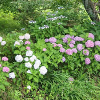 暑さに負けそう・・・紫陽花