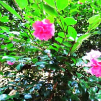 下関市豊田町「神上寺」②＆参道だニャ(=^・^=)