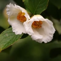 夏つばき①