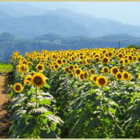 旅・アルプスを背景に明野のひまわり