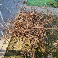 2025年1月の管理作業
