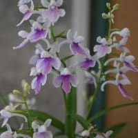 夏の花：ウチョウラン