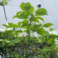 いつか　この想いが