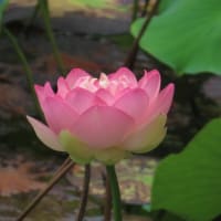 萬福寺のハス