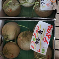 本日の夕張メロン価格