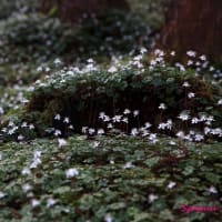 森の妖精