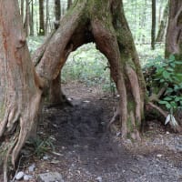上高地　梓川右岸散策　１５