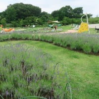 モリコロパーク花広場のインクルーシブ遊具