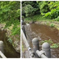 塩手池の放流日でした