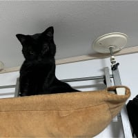 アピールｗ