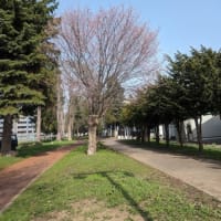 旭川　北の散歩道２０２４年春　山桜