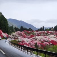 花桃を満喫してきました