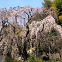 桜の記憶・唐木田川井家の枝垂桜