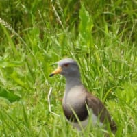 治療の合間の花散策！（ジガバチソウとイチヤクソウ、それと初見のケリと！）