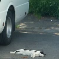 おひさしぶりです