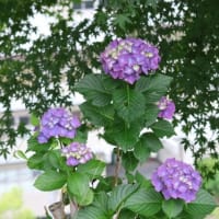 梅雨の亀山公園