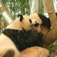 俺VS韓国の動物たち　vol.3