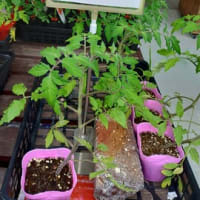 🥒🍅植えました
