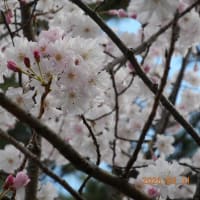 小倉城の桜