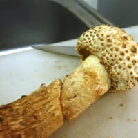 アミガサタケ　1キログラム アミガサタケ栽培は儲かるのか？？ - 月刊 きのこ人