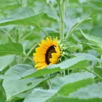 ハスの花盛り　農業センター　2025/07/12（鹿児島）
