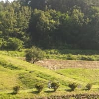 河川草刈り作業