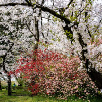 庄内緑地の桜をスナップ