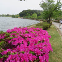 つつじ咲く千波湖周辺をジョギング
