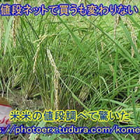 帰り待つ渡り鳥達元気です