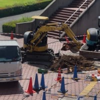 ９号館前のケヤキ急きょ伐採　デッサンの学生らは困惑
