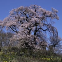 一目千本桜  ～  福島の桜