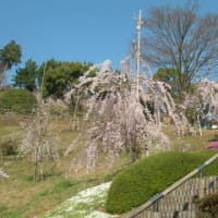 今日は神山森林公園さくらまつりへ：平成弐拾弐年如月十九日（2010/4/3）