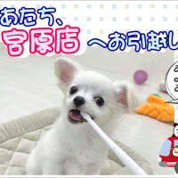 チワワちゃん、お引越しします…。。