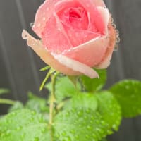 母の日に