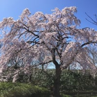 桜前線・ 各地で開花が遅れる