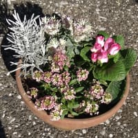 初めての寄せ植え