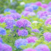 2025年6月以降のﾗｲﾌﾞｽｹｼﾞｭｰﾙ