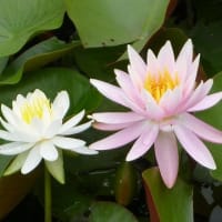 【#写ん歩クラブ】6月の4枚