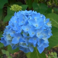 咲いています