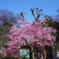 「桜」／五條天神社