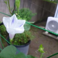 今日の「朝顔」さんです。【6月24日）