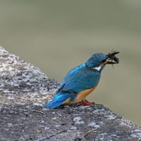 カワ君