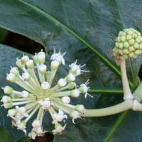 花散歩