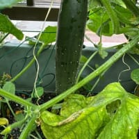 梅雨入り前に